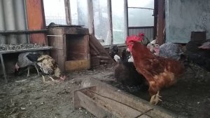 Как повысить яиценоскость кур//АСД 2 зачем курам и как правило давать.