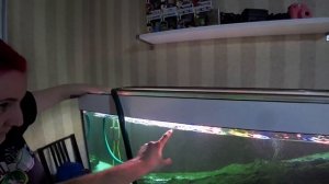 Влог #20 ПЕРЕЗАПУСК АКВАРИУМА 500Л!\\КАК ПРАВИЛЬНО ЧИСТИТЬ БОЛЬШОЙ АКВАРИУМ\\РОЗЫГРЫШ!!