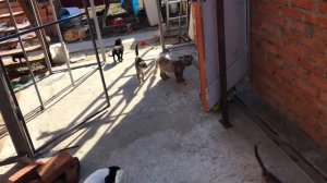 Помощь приюту для животных