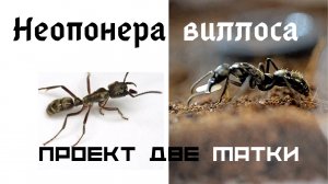 Муравьи Неопонера виллоса. Проект две матки. Начало