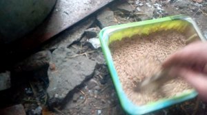 Кабачок для кур, отличный витамин.