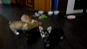 Щенки корги играют )))