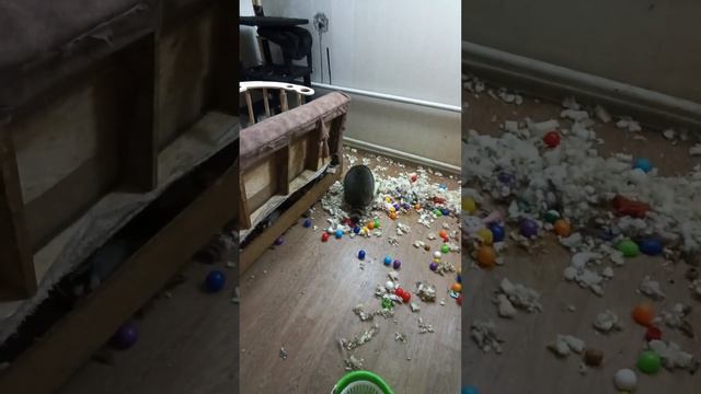 заведите енота дома #помощьбездомнымживотным #ямыилюша #анапа
