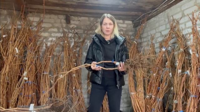 ? Продажа саженцев и черенков винограда Способы укрытия Отзывы наших клиентов ? смотреть онлайн