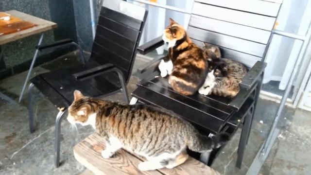 Право Сильного! смотреть онлайн