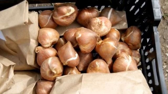 Когда пересаживать тюльпаны