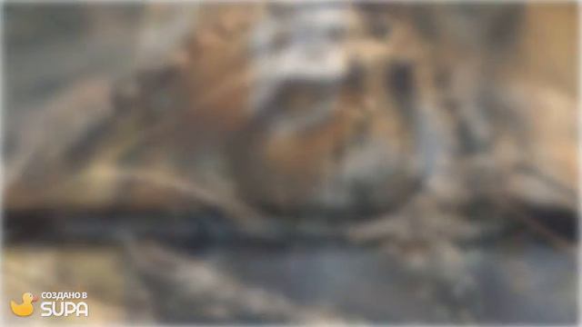Животные-людоеды. ТОП7 сверххищников за всю историю человечества