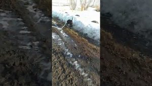 как зимует Кане Корсо на улице.