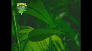 реклама доктор мом 2005