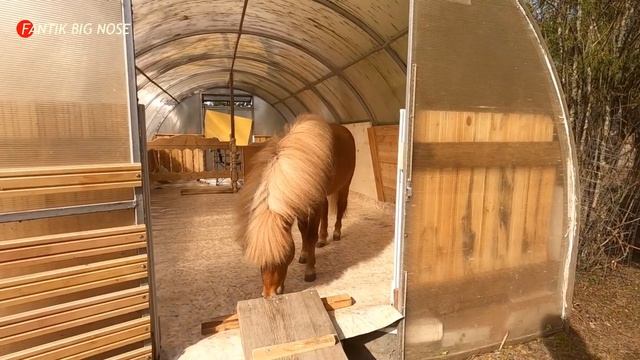 У нас летний домик! Как Фантик осваивает новое пространство. смотреть онлайн