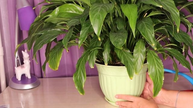 В какой горшок нужно сажать спатифиллум (женское счастье) смотреть онлайн