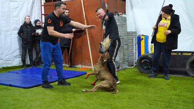 Прайтер Медведь. Команда DOGSENERGYM на соренованиях по атлетическому многоборью. смотреть онлайн