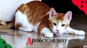 Алфавит в 4 лапы/А: Арабская мау/История породы/характер/отличительные черты и качества/