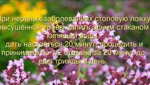 Душица - Польза для здоровья