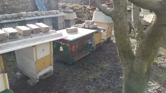 Почему опоносилась семейка пчел ? смотреть онлайн