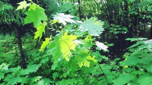 FOREST,SUN, SUMMER,ВЕСНА ЦВЕТЕНИЕ☀️ ,СОЛНЦЕ ,ВЕТЕР️,ЛЕС ЛИСТЬЯ ДЕРЕВЬЕВ