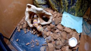 Эублефар с рахитом, результат лечения за 2 месяца. Морфа Tremper Albino