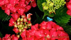 Гортензия крупнолистовая Ред Энжел (red enzhel) ? обзор: как сажать, саженцы гортензии Ред Энжел