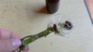 Вау, вот это корни у пеларгонии. укоренение пеларгонии в воде. 07.05.23.