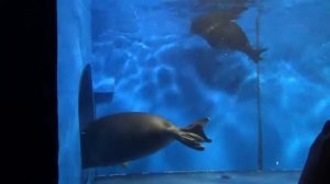 Музей Байкала в Листвянке 1