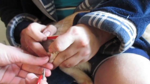 Как подстричь когти агрессивному коту? / How to trim claws of aggressive cat?