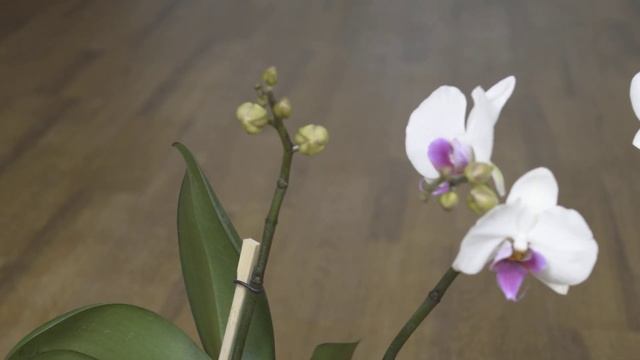 ОБЯЗАТЕЛЬНО узнайте! СЕКРЕТ каскадной ОРХИДЕИ # ФАЛЕНОПСИС орхидея домашняя УХОД