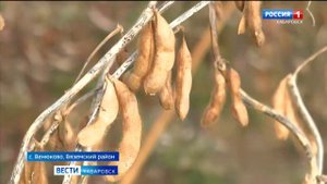 В Хабаровском крае завершается уборка сои