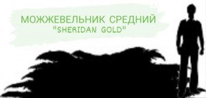 МОЖЖЕВЕЛЬНИК СРЕДНИЙ ШЕРИДАН ГОЛД "SHERIDAN GOLD"