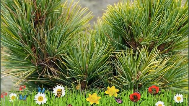 Сосна кедровая ? Видео обзор: правильная посадка и уход. саженцы сосны: описание и особенности сорт смотреть онлайн