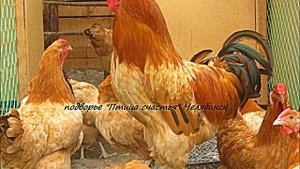 порода кур полтавская глинистая