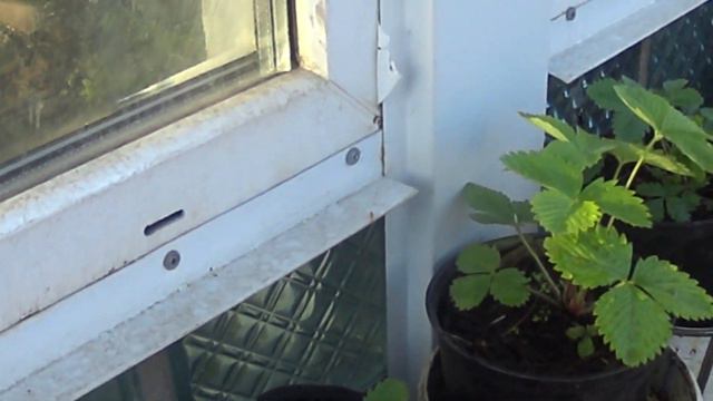 земляника и не хватка земли смотреть онлайн