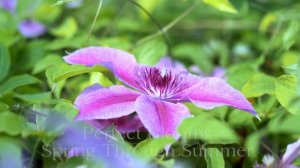 Clematis Rosalie