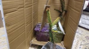 Получила новые хвойные новинки. Ель Медуза, пихта испанская ауреа, ель голд дрифт, ель круента.