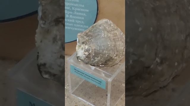 #shorts Про жемчуг знают все, а вот где он образуется? Морские жемчужницы. смотреть онлайн