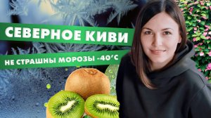 Северное киви - актинидия. Не страшны морозы -40’С