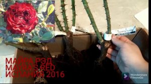 Обзор посылки с саженцам роз ИЗ ПИТОМНИКА ЭЛИТ!Отправила посылку в Белоруссию!