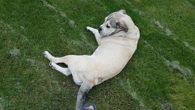 Порода Ка Де Бо щеночек смотреть онлайн