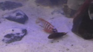 Labidochromis spec  Kimpuma red  Spawning