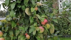 Наши плоды нам даче- виноград, яблоки,груши, акинидия. 13.08.2021