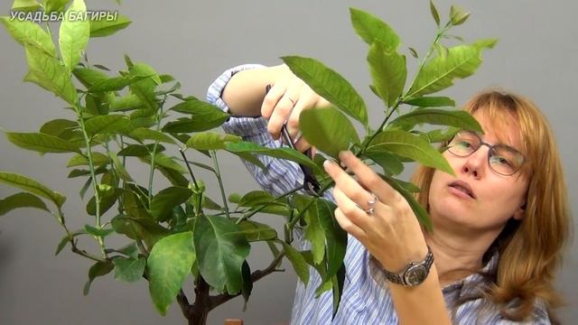 Бонсай из лимона (ч.5). смотреть онлайн