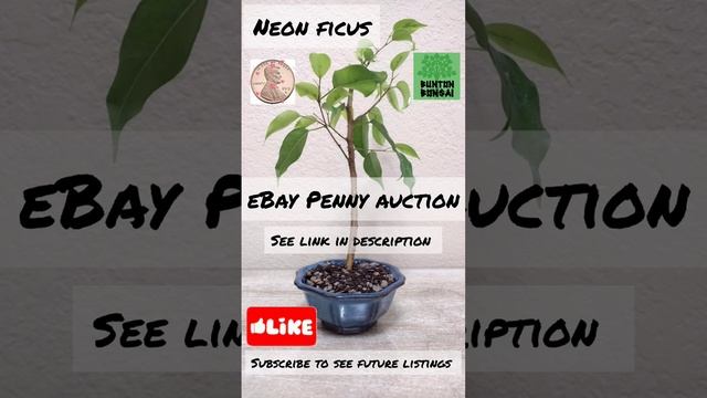 Update: SOLD  Neon Ficus Bonsai Penny Auction #ebay #auction #bonsai #tree