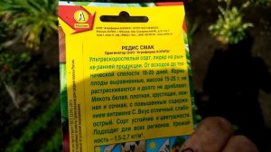 Самый Лучший сорт РЕДИСА из которых  Выращивала это сорт СМАК!!! Выращивайте не Пожалеете 20.06.23г