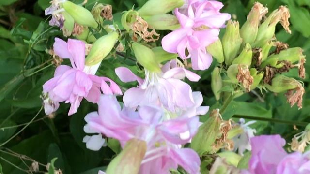 Saponaire officinale double 'Saponaria officinalis 'Rosea Plena' Jadis à l'eau fluviale on savonna. смотреть онлайн