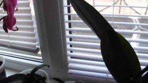 Супер средство для цветения орхидей или пробуждение почек без цитокининовой пасты Садовый вар