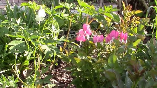 Разбитое сердце дицентра — необычный цветок на обычном участке смотреть онлайн