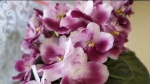 САМЫЕ КРАСИВЫЕ СОРТА ФИАЛОК!!! Фиалка Mac's Southern Springtime.