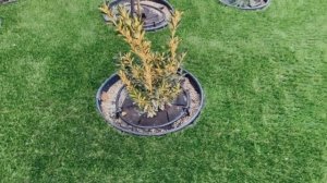 Искусственный газон + автополив