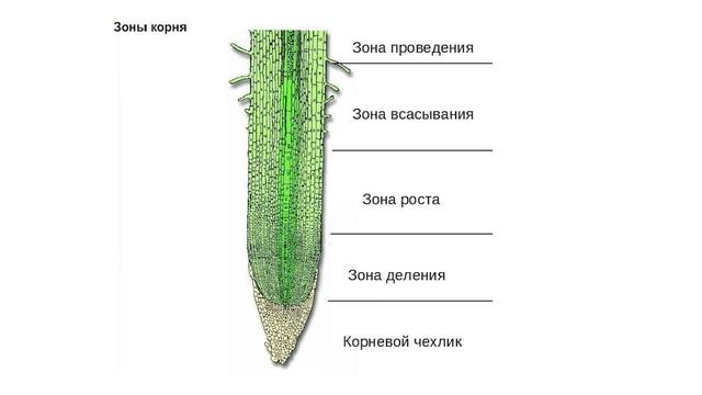 Вод корень сложное