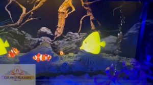 Aqua-V (черный) от grand-kamin.ru