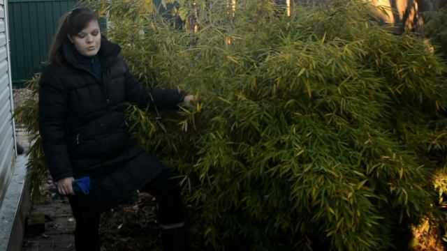 Садовый влог 11.11.2018/Укрываю розы/Почему не работает лапник/Самшиты и травы в моем саду смотреть онлайн